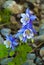 Selective focus shot of beautiful Colorado blue columbine flowers on blurred background