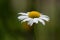 Selective focus shot of a beautiful common daisy