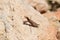 Selective focus shot of a beautiful  European praying mantis on a sandy rock