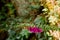 Selective focus shot of beautiful Foxglove flower