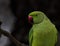 Selective focus shot of a beautiful green lovebird sitting on a branch