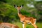 selective focus shot of a beautiful impala captured in the african jungles. Generative AI