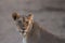 Selective focus shot of a beautiful magnificent lioness on the sand covered ground