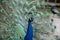 Selective focus shot of beautiful peafowl with open feathers