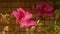 Selective focus shot of beautiful pink bauhinia flowers