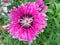 Selective focus shot of a beautiful pink gilliflower with blurred background