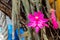 Selective focus shot of beautiful pink Selenicereus grandiflorus cactus species
