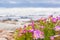 Selective focus shot of beautiful pink wildflowers blooming on a shore of Cape Town, South Africa