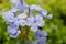 Selective focus shot of beautiful plumbago blue piglet flowers