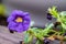 Selective focus shot of a beautiful purple calibrachoa flower