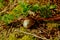 Selective focus shot of a beautiful snail shell in the greenery