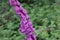 Selective focus shot of a beautiful spike of purple foxglove flowers growing in a garden