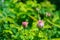 Selective focus shot of beautiful unbloomed pink garden roses growing on the blurry bush