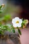 Selective focus shot of a beautiful white calibrachoa flower