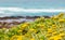 Selective focus shot of beautiful yellow wildflowers blooming on a shore of Cape Town, South Africa