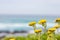 Selective focus shot of beautiful yellow wildflowers in Cape Town, South Africa