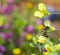 Selective focus shot of a bee in an American Yellowrocket flower