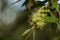 Selective focus shot of a bee collecting pollen in white Callistemon flowers