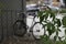 Selective focus shot of a bicycle and a tree branch with leaves - perfect for background