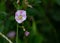 Selective focus shot of a bindweed growing in the field