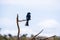 Selective focus shot of a black bird on a branch captured in Kenya, Nairobi, Samburu