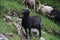 Selective focus shot of a black Hortobagy Racka Sheep standing on the green grass on the hill