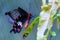 Selective focus shot of a black papilio on a green plant with a blurred background