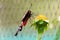 Selective focus shot of a black papilio on a yellow flower with a blurred background