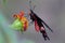 Selective focus shot of a black papilio on a yellow flower with a blurred background