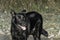 Selective focus shot of black schipperke dog