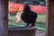 Selective focus shot of a black silkie chicken on a dirty bucket