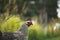 Selective focus shot of a black white hen on a rural grassy field