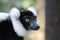 Selective focus shot of a black and white indri (a kind of primate) with a blurred background