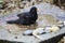 Selective focus shot of a blackbird taking a bath in a waterhole