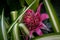 Selective focus shot of a blooming Aechmea flower in the greenery