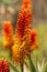 Selective focus shot of blooming Bitter aloe plant