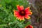 Selective focus shot of a blooming Blanket flower