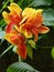 Selective focus shot of blooming Canna lily flowers