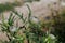 Selective focus shot of blooming Cirsium flowers