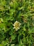 Selective focus shot of a blooming creeping clover flower on the field