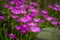 Selective focus shot of blooming Delosperma flowers