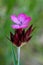 Selective focus shot of blooming Dianthus carthusianorum in a forest