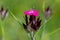 Selective focus shot of blooming Dianthus carthusianorum in a forest