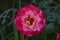 Selective focus shot of a blooming double ruby rose in a garden