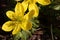 Selective focus shot of blooming Eranthis flowers with raindrops on them