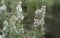 Selective focus shot of blooming Erica Arborea flowers