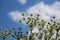 Selective focus shot of blooming Hogweed