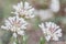 Selective focus shot of blooming Iberis sempervirens flowers, Evergreen candytuft