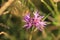 Selective focus shot of blooming knapweed - perfect for wallpaper