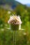 Selective focus shot of a blooming pincushion flower in the blurry field